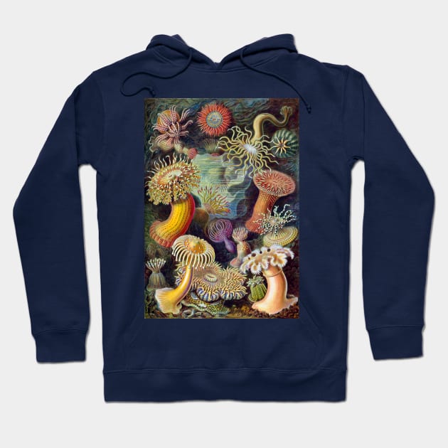 Sea Anemones by Ernst Haeckel Hoodie by MasterpieceCafe